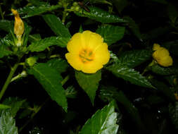 Imagem de Turnera ulmifolia L.