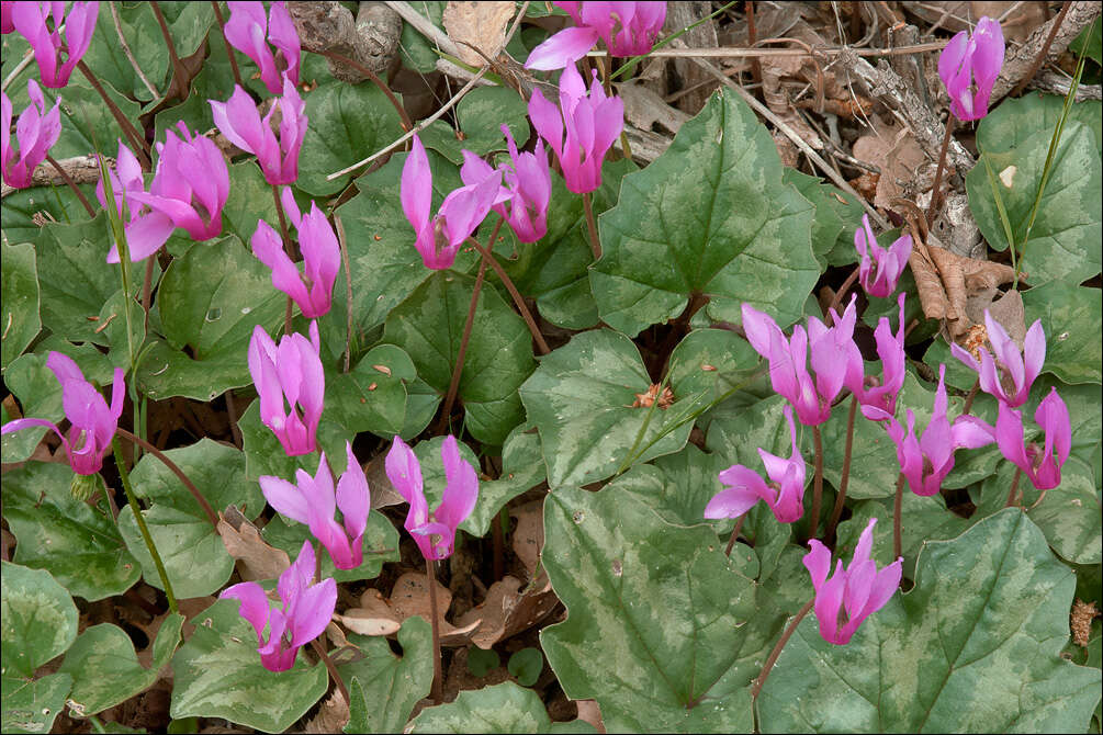 Cyclamen repandum Sm. resmi