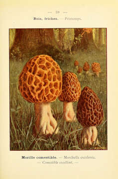 Imagem de Morchella esculenta (L.) Pers. 1801