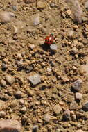 Image of Lebia (Lebia) trimaculata (Villers 1789)