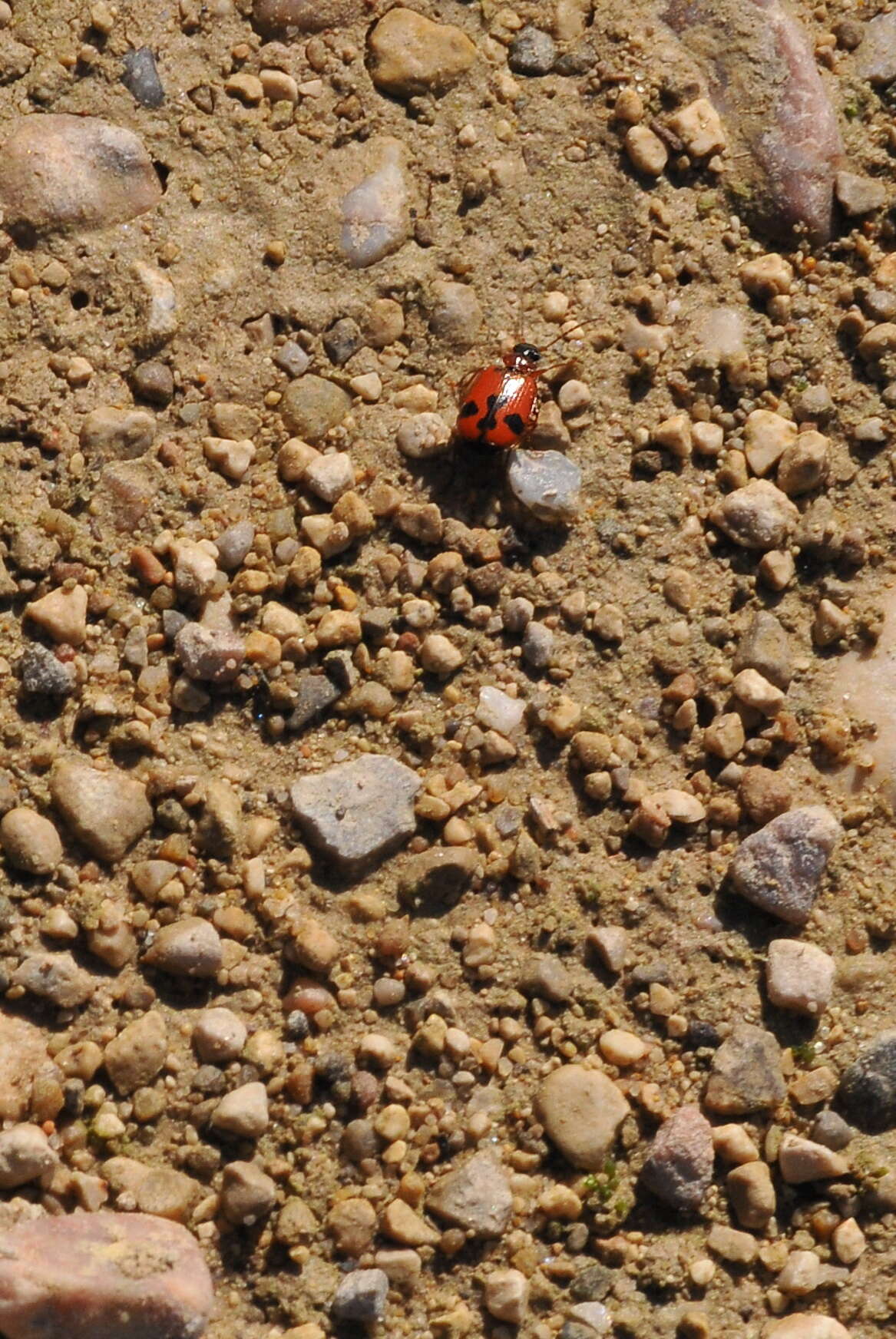 Plancia ëd Lebia (Lebia) trimaculata (Villers 1789)