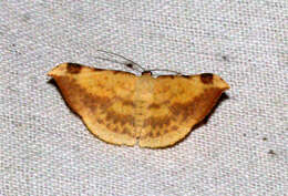 صورة Luxiaria phyllosaria Walker 1860