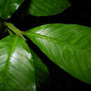 Imagem de Psychotria acicularis C. M. Taylor