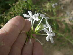 Image of leadwort