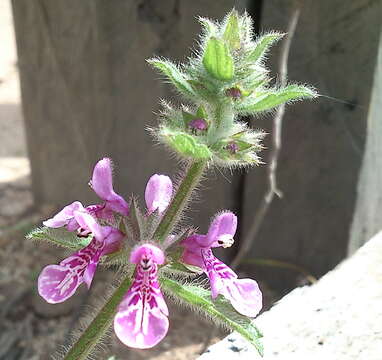 Image of Stachys philippiana Vatke