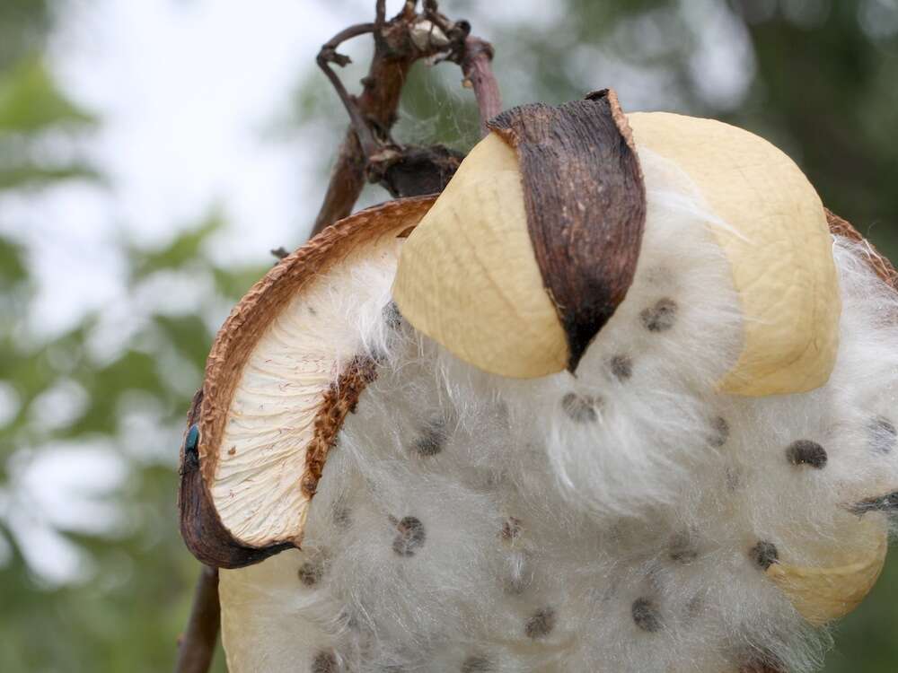 Imagem de Cochlospermum gillivraei Benth.