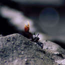 Image of Uneven Fiddler Crab