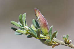 Слика од Cytisus spinescens C. Presl