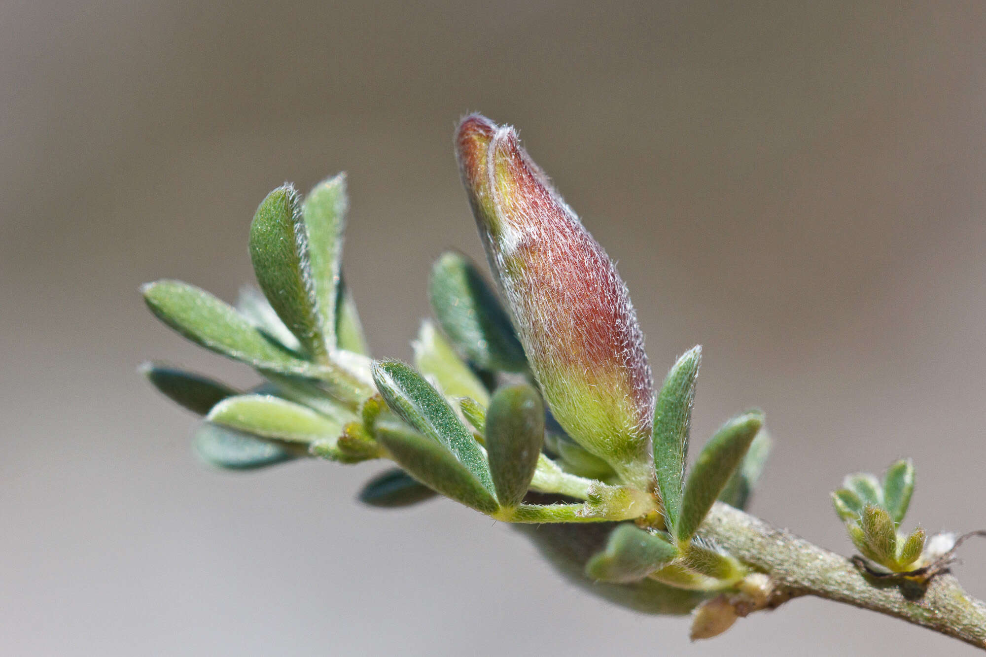 Image of Cytisus spinescens C. Presl