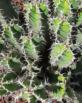 Image of Euphorbia barnardii A. C. White, R. A. Dyer & B. Sloane