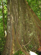 Image of Sloanea obtusifolia (Moric.) K. Schum.