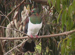 Image of Kererū