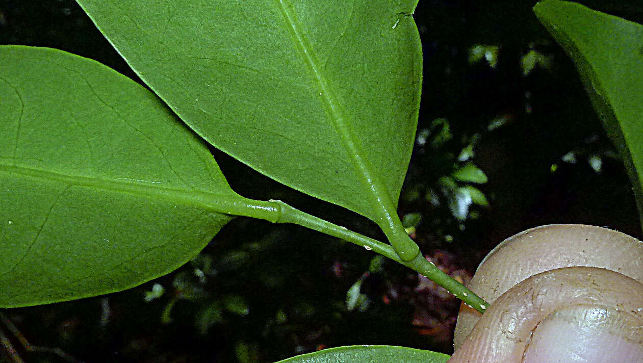 Image of Agonandra silvatica Ducke