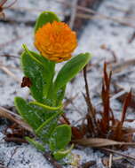 Sivun Polygala lutea L. kuva