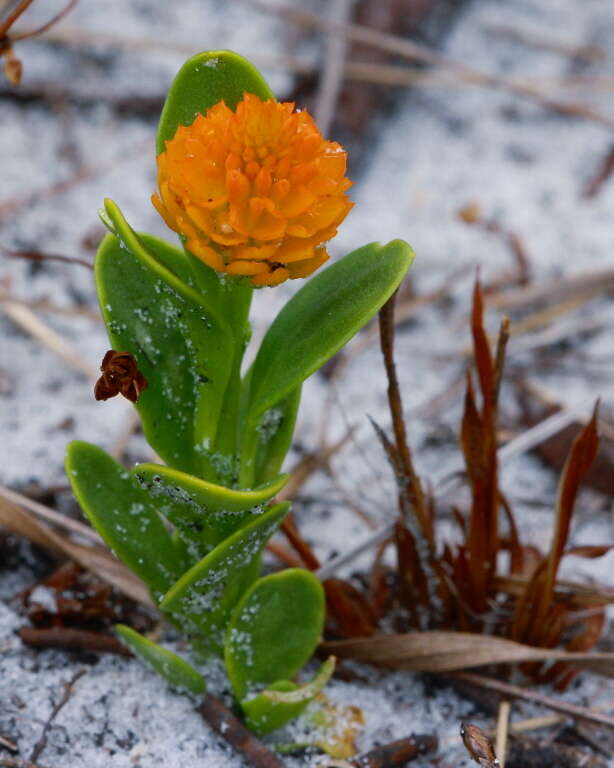 Sivun Polygala lutea L. kuva