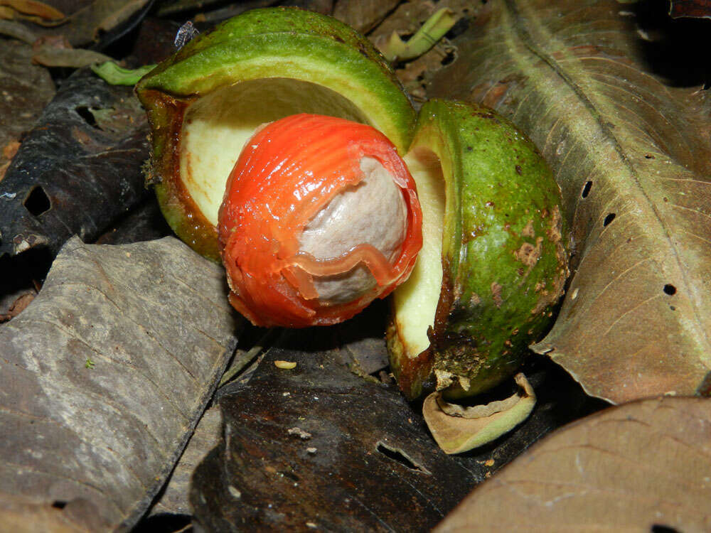 Image of Otoba novogranatensis Moldenke