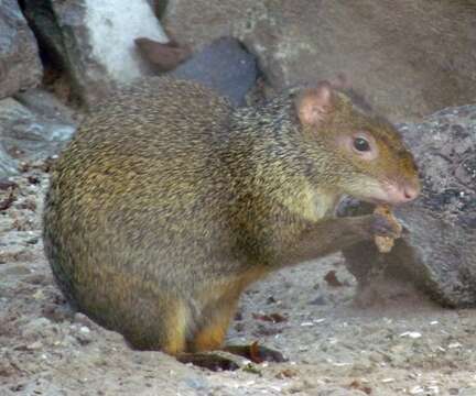 Image of Azara's Agouti