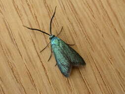 Image of Forester Moth