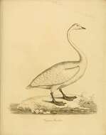 Image de Cygne de Bewick