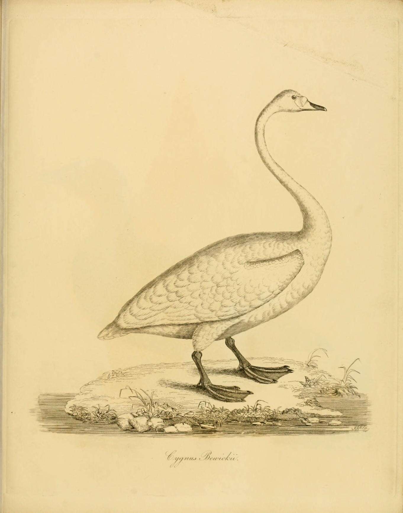 Image of Bewick's Swan