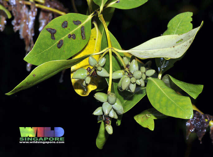 Image of black mangrove