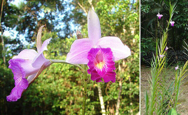 Image of Bamboo orchid