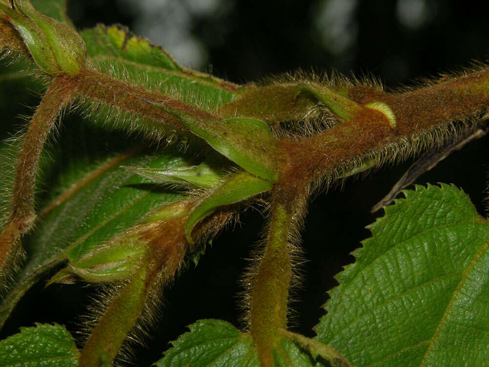 Image of Apeiba tibourbou Aubl.