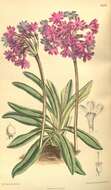 Image of Primula deorum Velen.