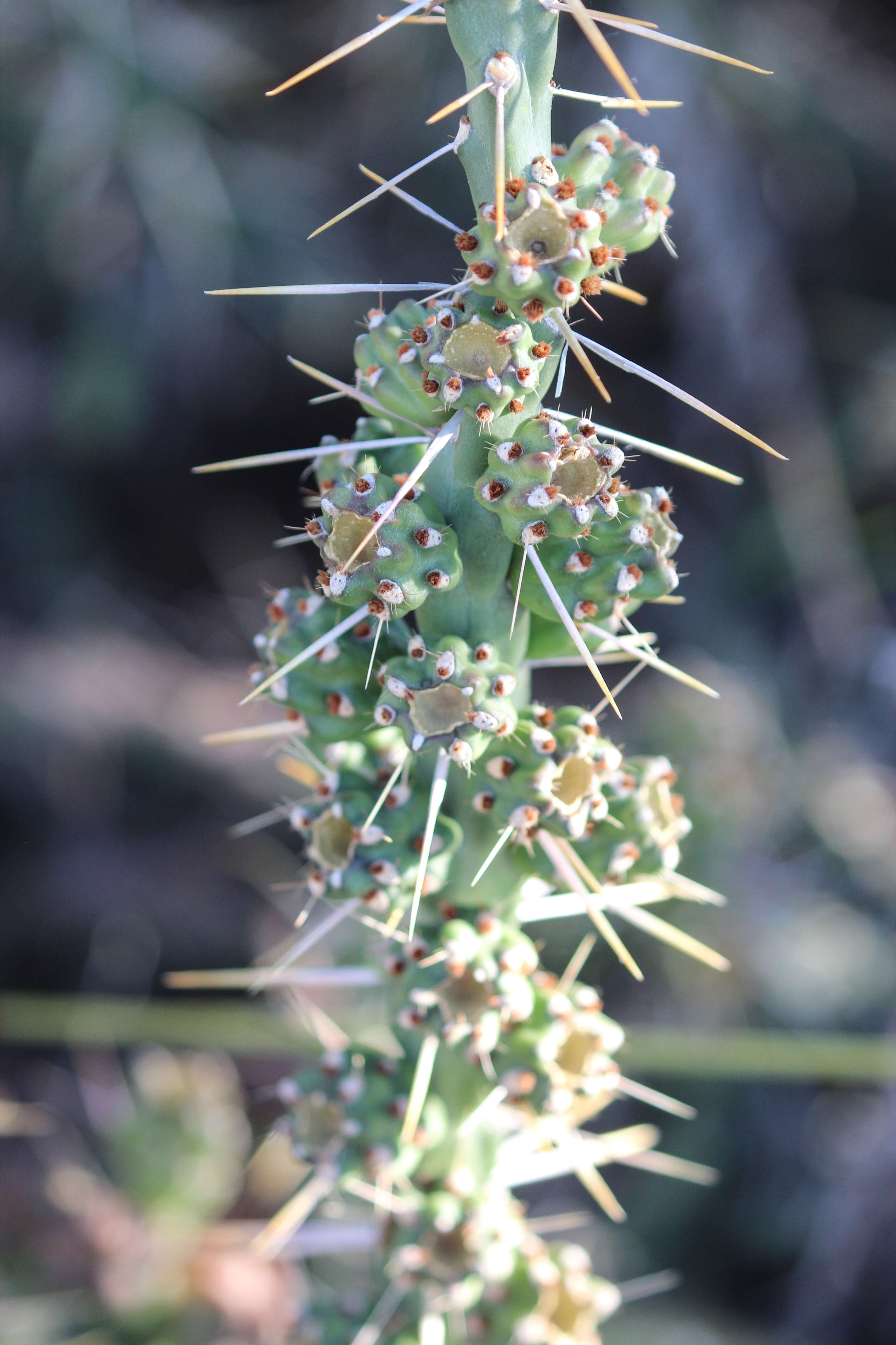 Image de Cylindropuntia kleiniae (DC.) F. M. Knuth