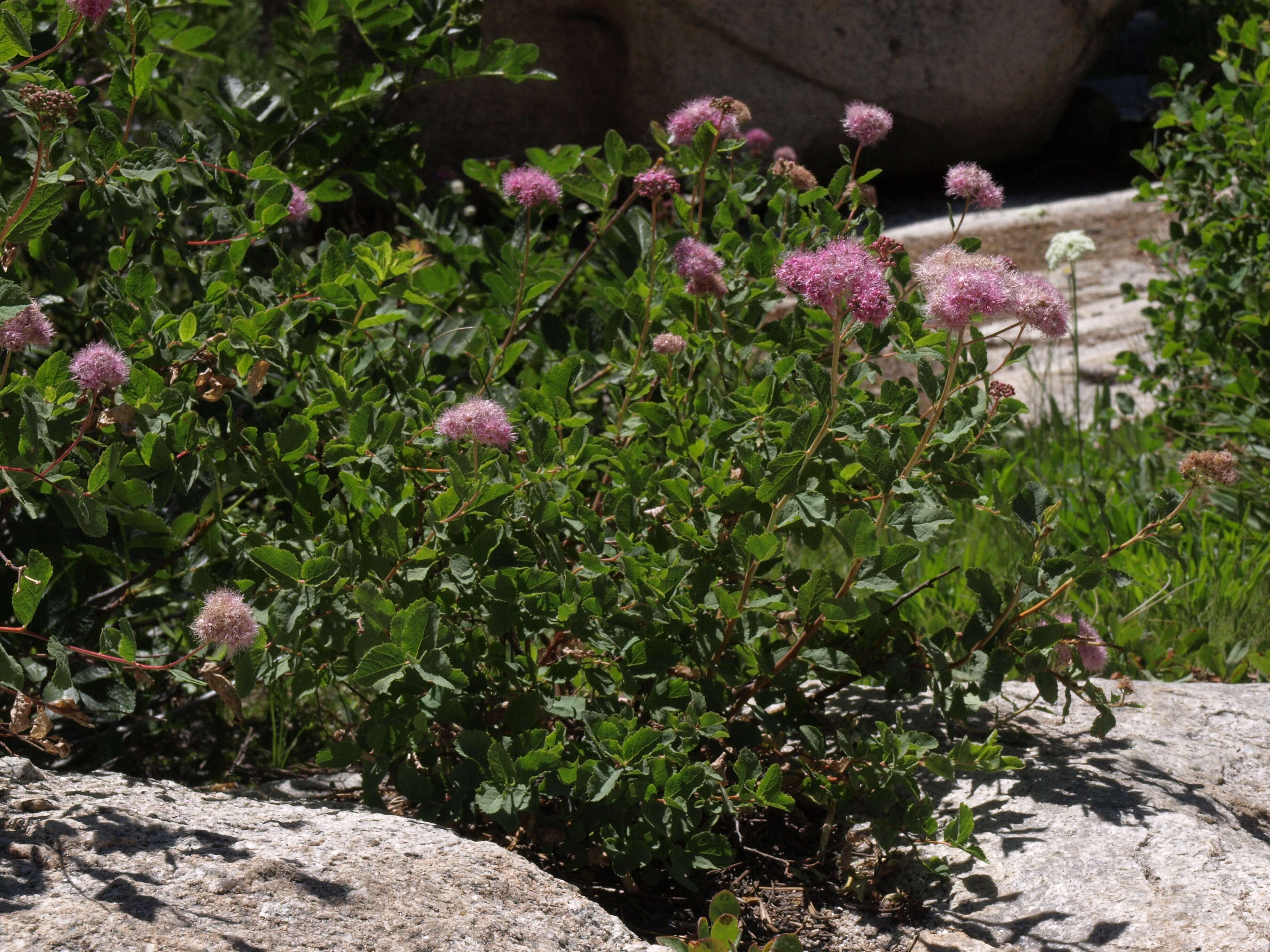 صورة Spiraea splendens Baumann ex K. Koch