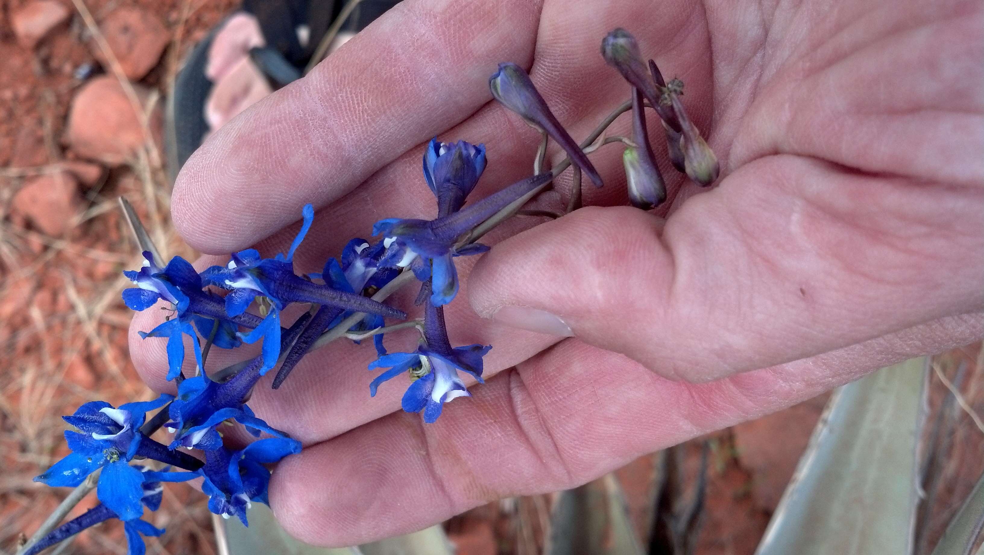 Image of Barestem Larkspur