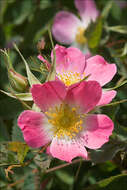 Image of Rosa glauca Pourret