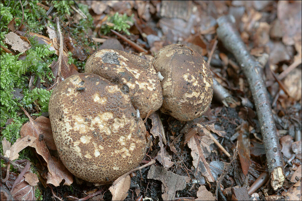 Image of Sclerodermataceae