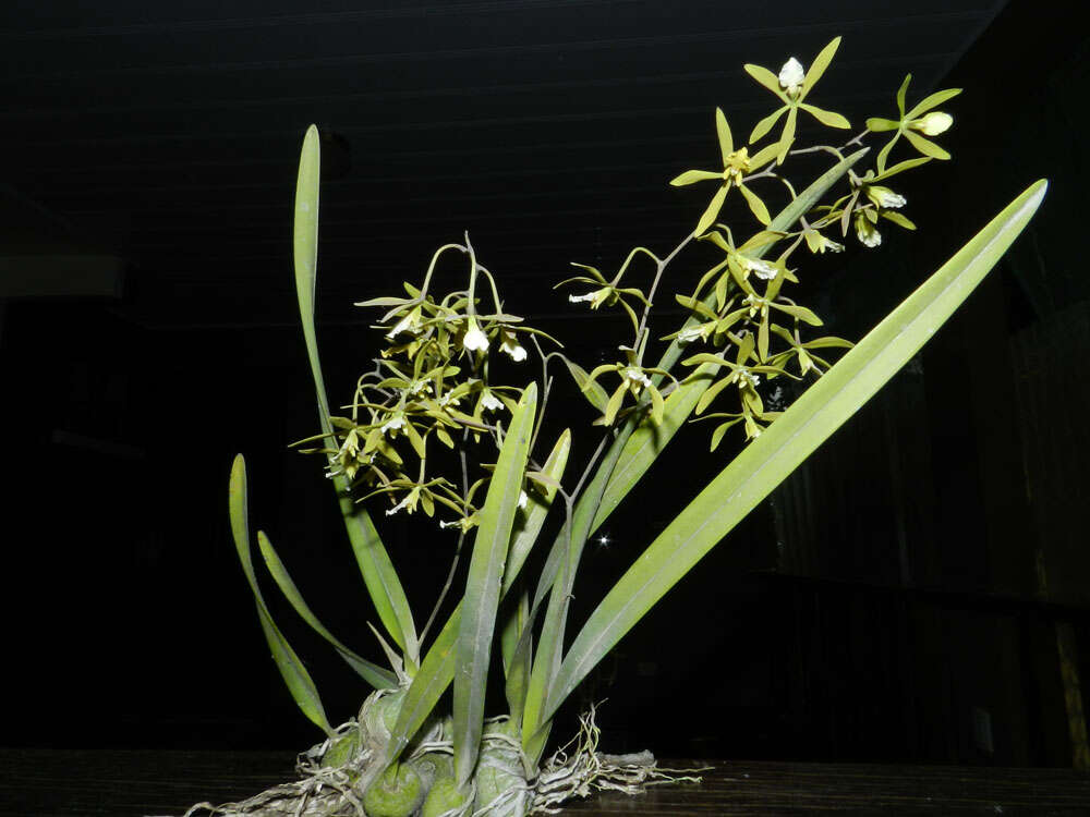 Слика од Encyclia stellata (Lindl.) Schltr.