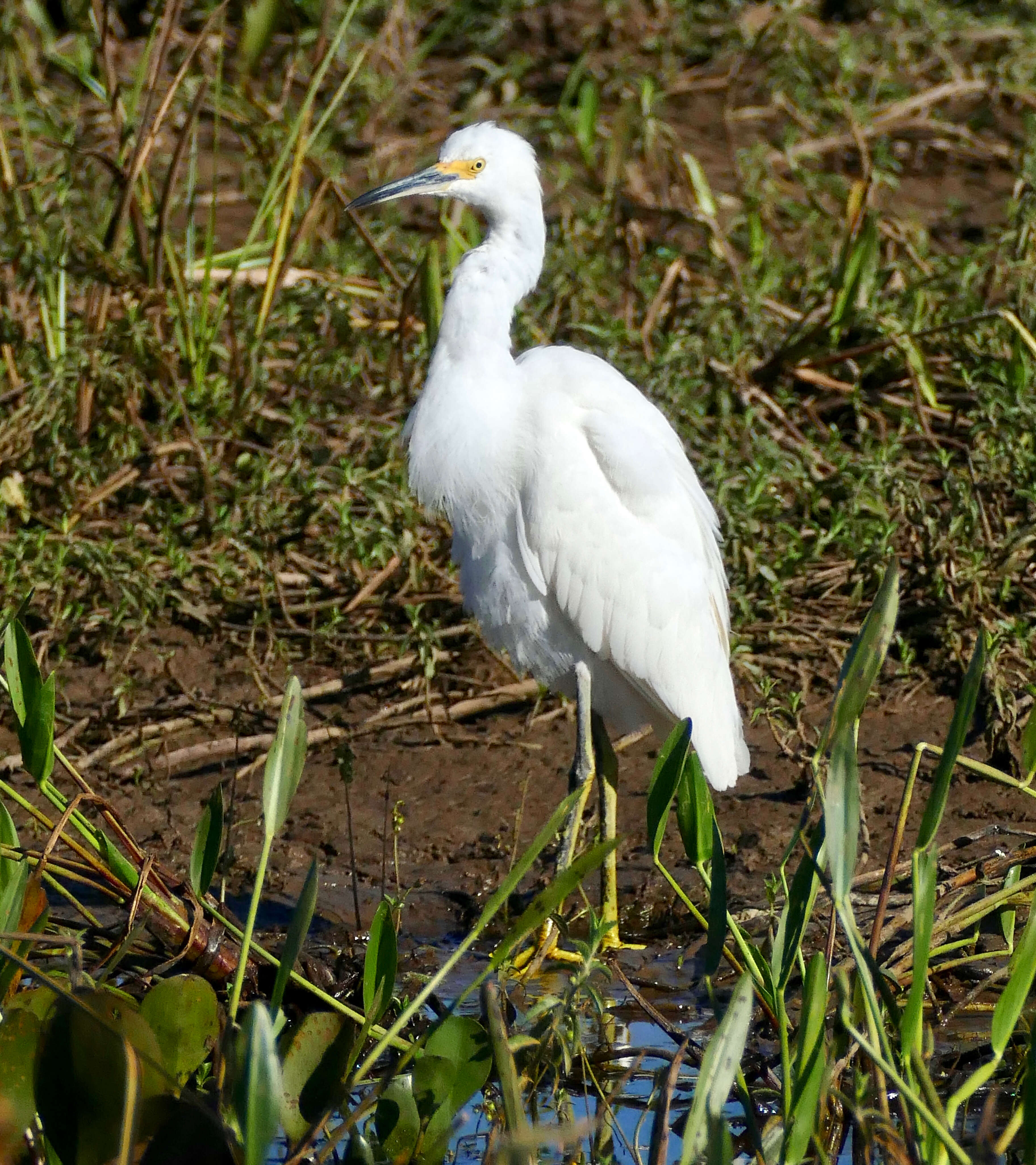 Image of Egretta Forster & T 1817