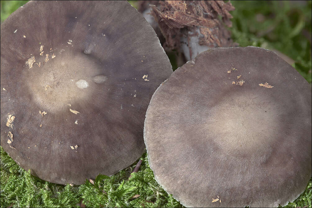 Image of Pluteus pouzarianus Singer 1983