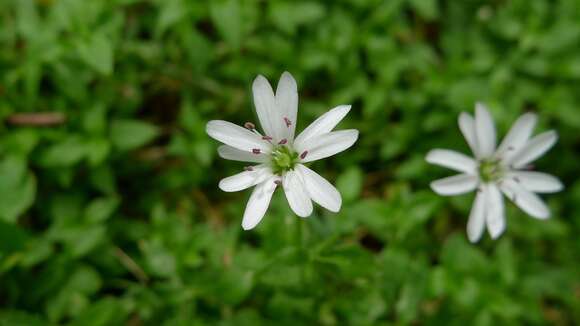 Image of Stellaria flaccida Hook.