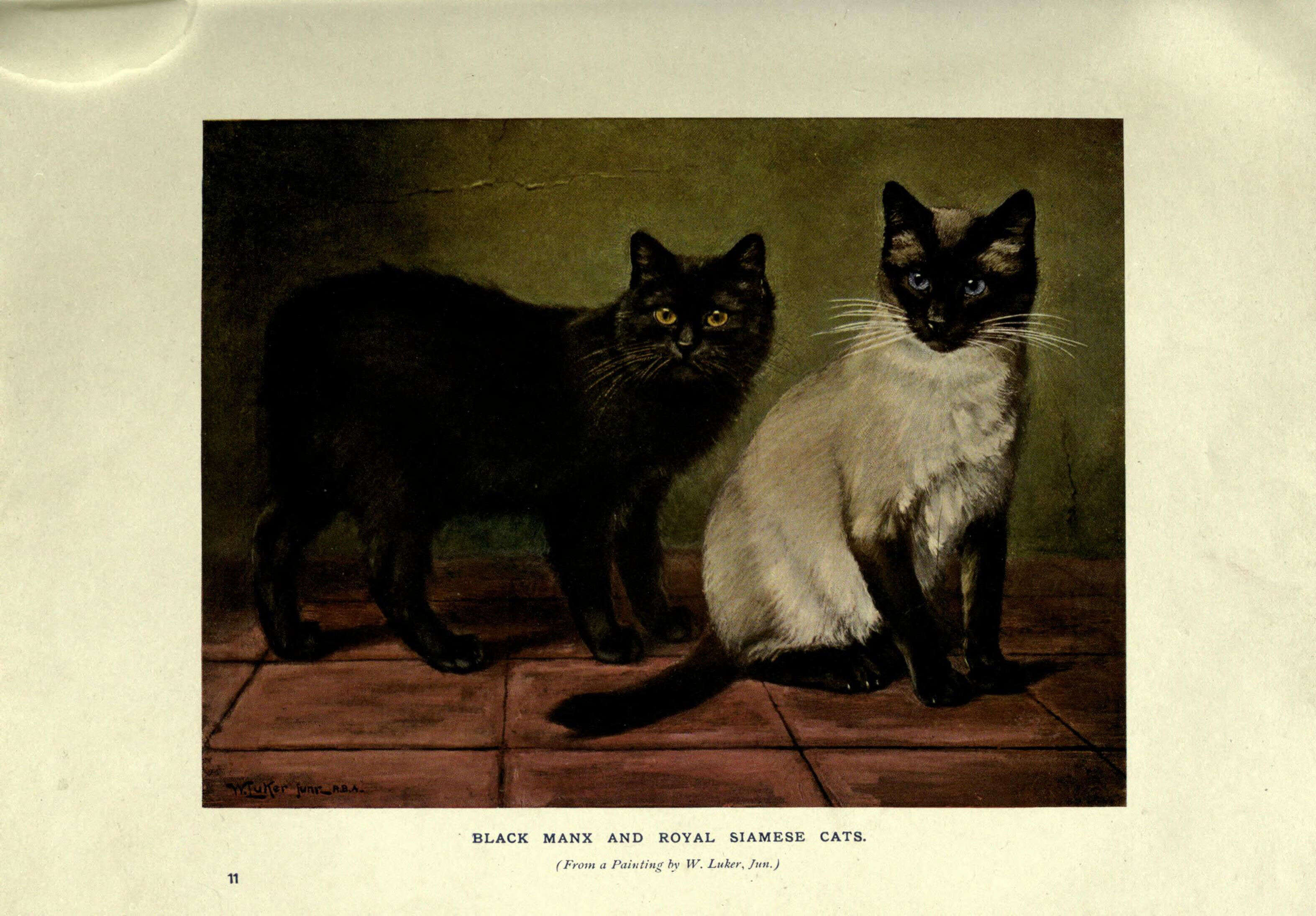 Image of Small Cats