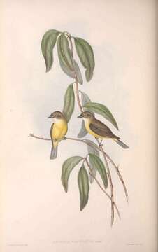 Image de Microeca Gould 1841