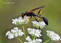 صورة Sceliphron caementarium (Drury 1773)