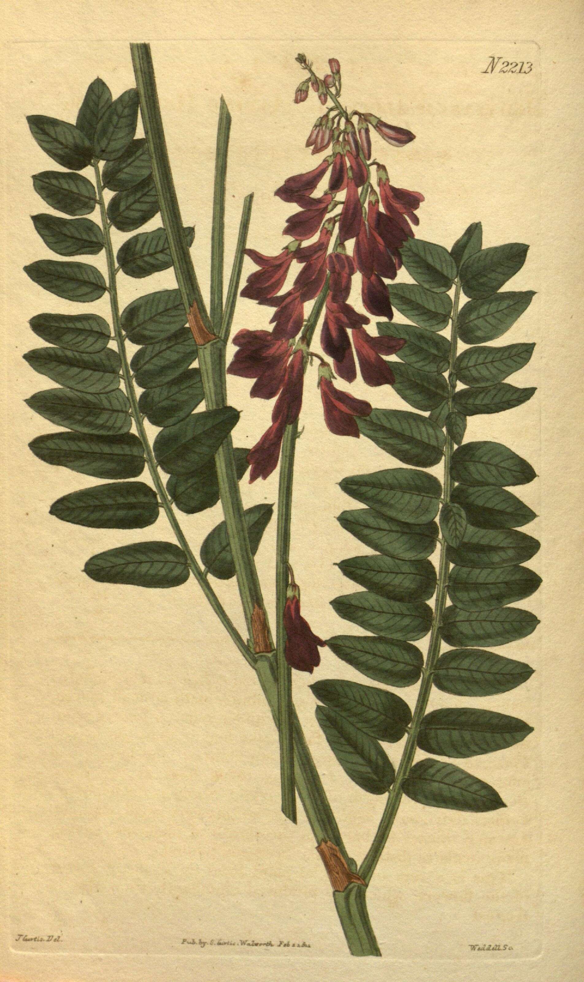 Image of sweetvetch