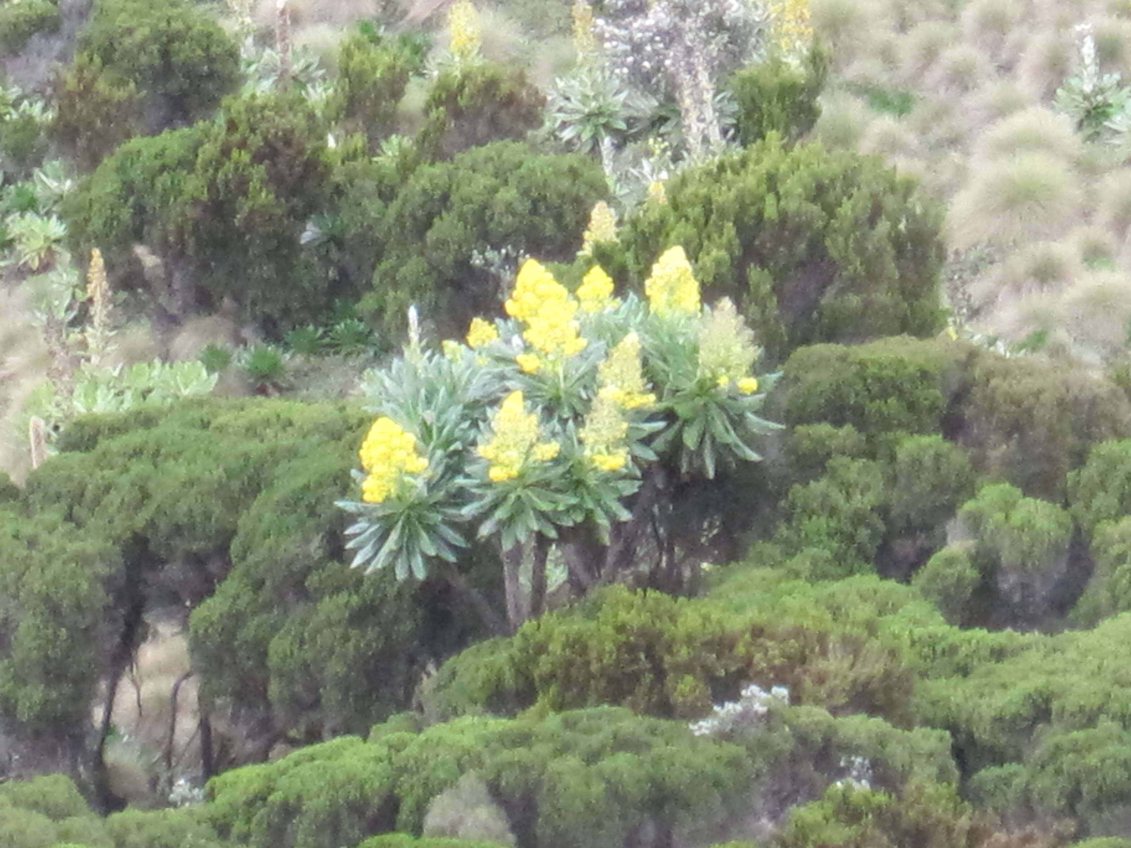 Image of Giant Groundsels