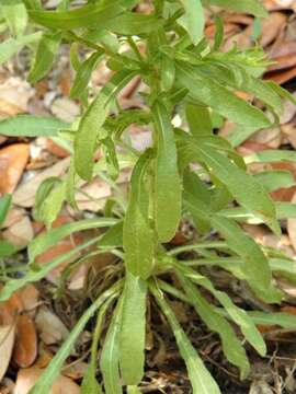 Image of scrubland goldenaster