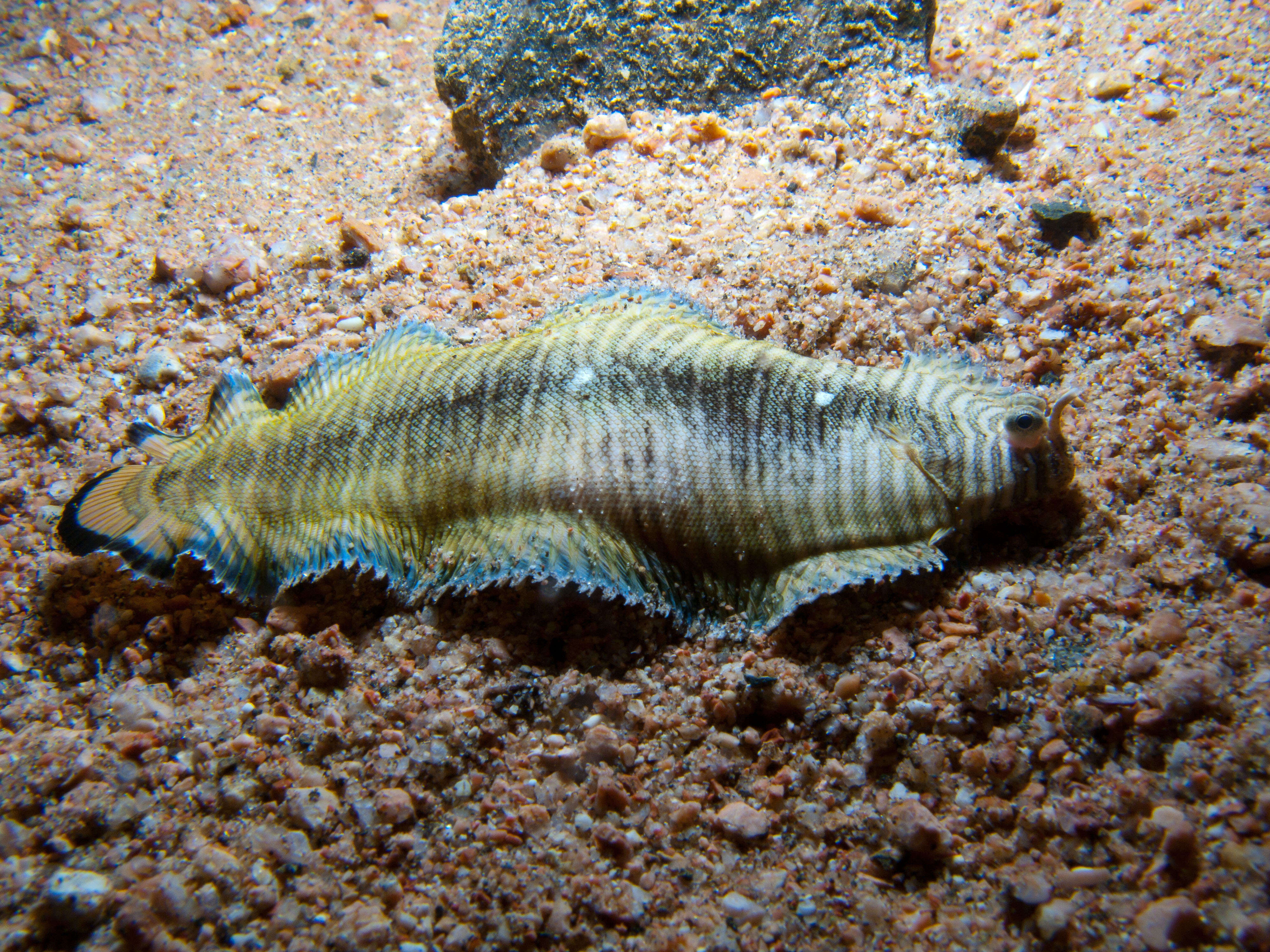 Image of yellow-spotted sole