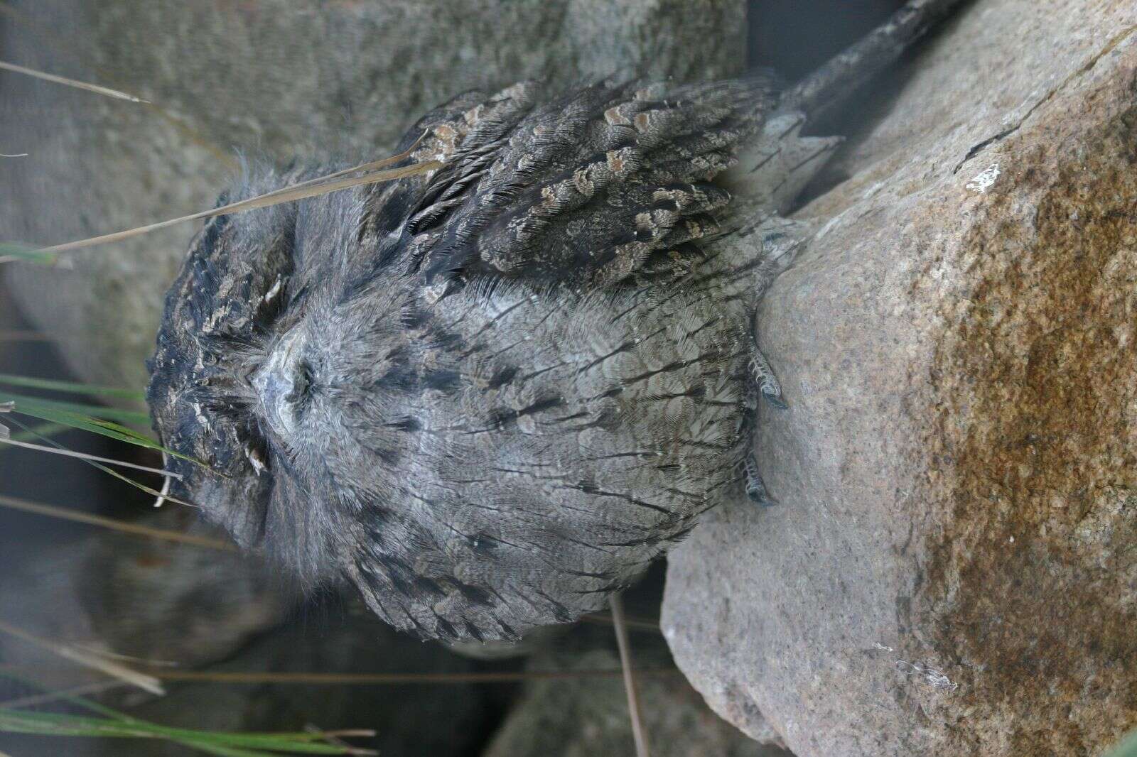 Image of Tawny Frogmouth