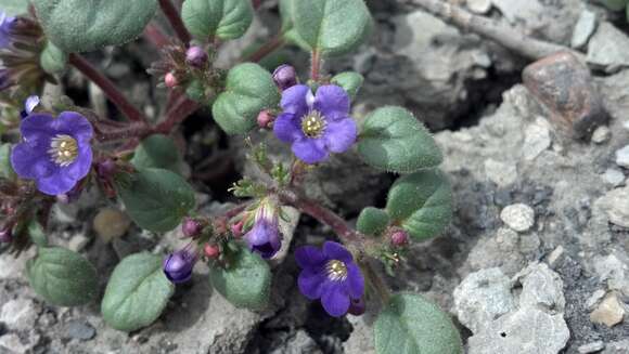 Image of Intermountain phacelia