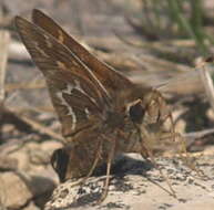 Слика од Hesperia metea Scudder 1863