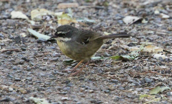 Image of White-browed Scrubwren