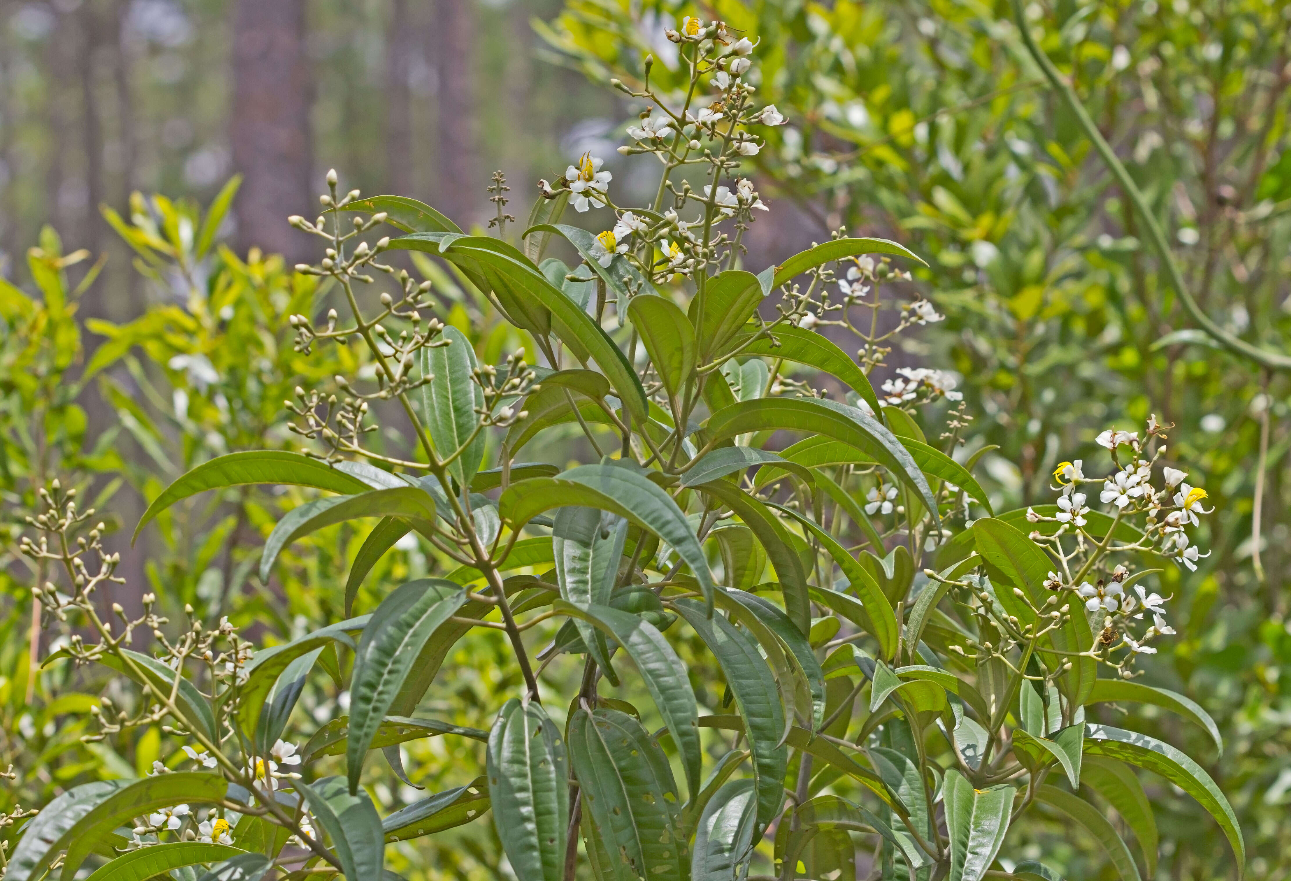 Imagem de Miconia bicolor (Mill.) Triana