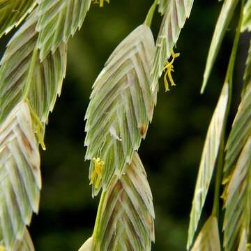 Image of seaoats